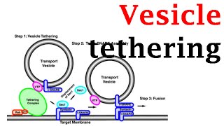 Vesicle tethering [upl. by Nirrej]