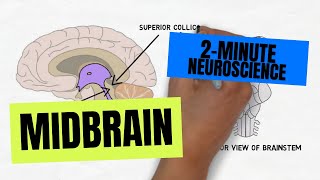 2Minute Neuroscience Midbrain [upl. by Arica200]