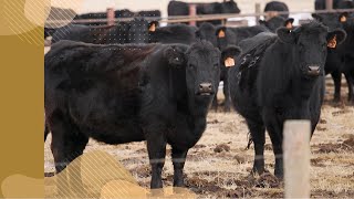 Steps in a bovine tuberculosis investigation  Bovine TB [upl. by Elleira]