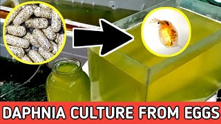 HOW TO HATCH DAPHNIA EGGS  HOW TO CULTURE DAPHNIA [upl. by Myrta]