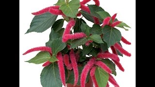 Growing the Chenille Plant Acalypha hispida [upl. by Einnol]