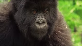 Meet This Family of Mountain Gorillas  Cousins  BBC Earth [upl. by Llerret]