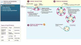 Cell and Molecular Biology Vesicular Budding and Fusion [upl. by Anielram397]