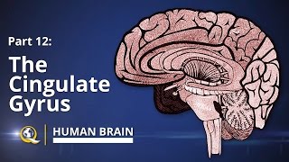 Normal Brain MRI Anatomy  Neuroradiology Made simple [upl. by Nyberg]