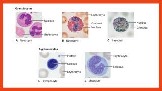 Hematology Lecture [upl. by Ordnagela]