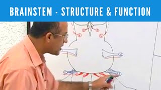 Brainstem  Structure and Function  Neuroanatomy [upl. by Shaine482]