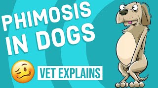 Phimosis in Dogs [upl. by Siward22]