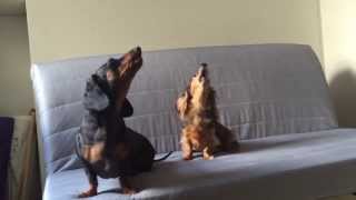 Dachshunds singing to the flute [upl. by Gregorius]