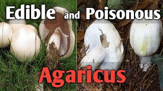 How to tell an edible agaricus mushroom from a poisonous one [upl. by Huey]