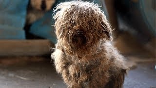 180 Animals Rescued from Arkansas Puppy Mill [upl. by Aicnetroh690]