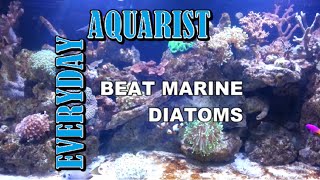 How To Kill Marine Aquarium Brown Algae amp Diatoms [upl. by Derina518]