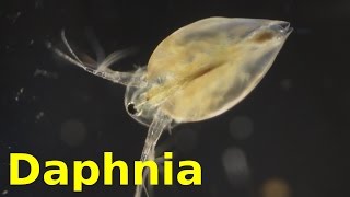 Daphnia [upl. by Anelaj]