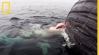 ¡Impresionante Este TIBURÓN BLANCO se da un FESTÍN con una BALLENA MUERTA  NatGeo en Español [upl. by Hgielar]