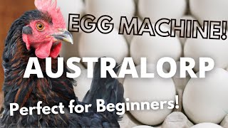 The Australorp The Best Chicken for You [upl. by Egreog]