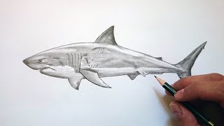 Cómo dibujar un TIBURÓN realista FÁCIL paso a paso 🦈✅ [upl. by Nereus]