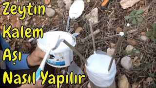 Zeytin Kalem Aşısı Ayrıntılı Anlatım [upl. by Campball]