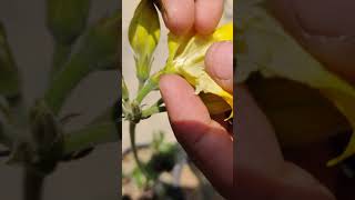 Pachypodium Hand Pollination [upl. by Benjamen]