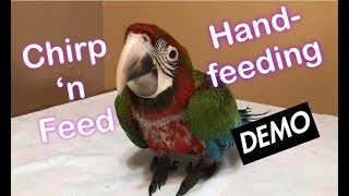 Hand feeding baby Macaw [upl. by Anewor]