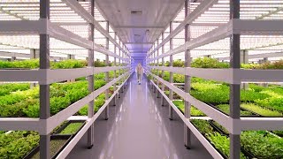 Growing Up How Vertical Farming Works [upl. by Harri]