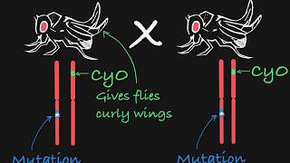 Balancer Chromosomes Explained [upl. by Ajnos992]