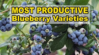 Most Productive Blueberry Varieties [upl. by Antonetta]