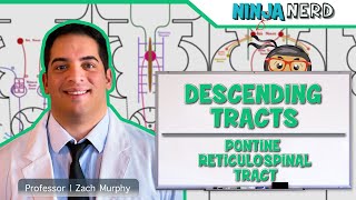 Neurology  Descending Tracts Pontine Reticulospinal Tract [upl. by Bergmans773]