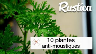 10 plantes anti moustiques [upl. by Stanford]