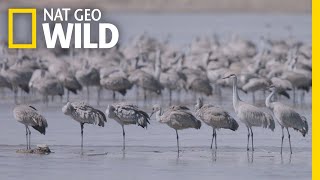 Thousands of Cranes Take Flight in One of Earths Last Great Migrations  Nat Geo Wild [upl. by Leamse]