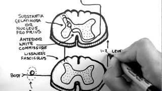 Spinal Pathways 3  Spinothalamic Tract [upl. by Eaj767]