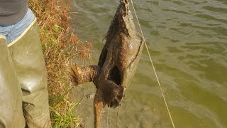 Catching Turtles In A Farm Pond [upl. by Sallie724]