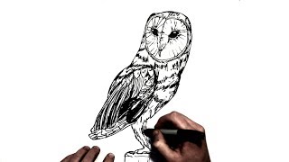 How To Draw An Owl  Step by Step [upl. by Marcel]