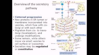 Protein trafficking [upl. by Nwahsear]
