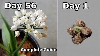 Ornithogalum from Bulbs to Flowering [upl. by Allerbag]