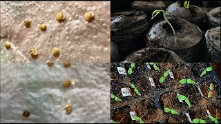 How I germinate my pepper seeds using paper towel [upl. by Crofton111]