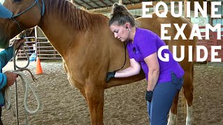 Equine Physical Exam for the Veterinary Technician [upl. by Nirtiak]