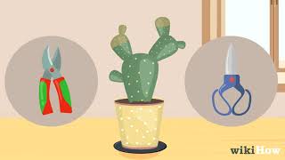 How to Save a Dying Cactus [upl. by Ikim617]