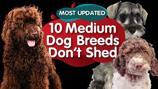 Top 10 Medium Size Dog Breeds That Dont Shed MOST UPDATED [upl. by Arva161]