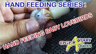 HAND FEEDING SERIES  HAND FEEDING BABY LOVEBIRDS [upl. by Manda799]