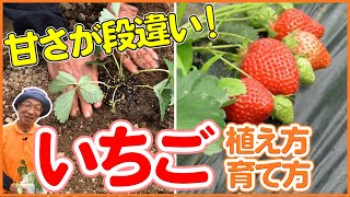 【栽培生活】いちごの植え方•育て方♪植え方の裏技も公開！初心者必見です！【シェア畑】 [upl. by Fates]