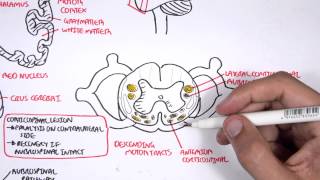 Neurology  Motor Pathways [upl. by Ainak]