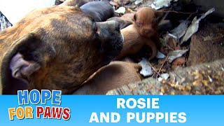 Rescuing a family of dogs with help from iPhone and You Tube Please share dog [upl. by Edijabab]