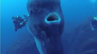 Facts The Ocean Sunfish Mola mola [upl. by Willa]