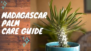 Madagascar Palm  Complete Succulent Plant Care Guide For Beginners [upl. by Wake366]