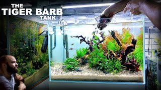 The Tiger Barb Tank Beautiful Planted Aquarium Aquascape Tutorial [upl. by Delinda]