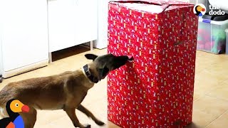 Dogs Open Best Christmas Present EVER  The Dodo [upl. by Teriann]