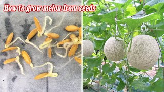 How to grow melon from seeds sprouting after 3 days [upl. by Perrins]