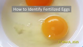 How to Identify Fertilized Eggs [upl. by Hedy]