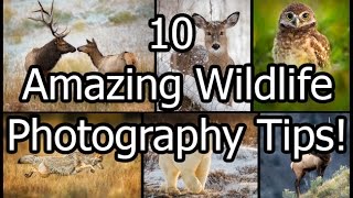 10 Amazing Wildlife Photography Tips [upl. by Ibbed116]