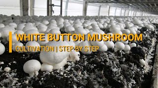 White Button Mushroom Cultivation Agaricus bisporus  DMR Solan [upl. by Boycie]