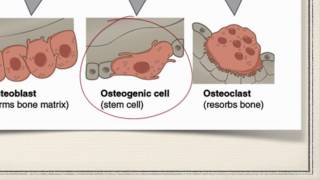 Bone Cells [upl. by Marcelline]